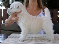 Sugar Star FCI, Hodowla West Highland White Terrier, West Highland White Terriery