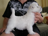 Sugar Star FCI, Hodowla West Highland White Terrier, West Highland White Terriery