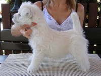 Sugar Star FCI, Hodowla West Highland White Terrier, West Highland White Terriery