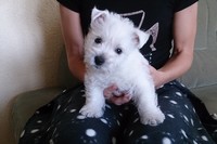Sugar Star FCI, Hodowla West Highland White Terrier, West Highland White Terriery