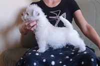 Sugar Star FCI, Hodowla West Highland White Terrier, West Highland White Terriery