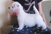 Sugar Star FCI, Hodowla West Highland White Terrier, West Highland White Terriery