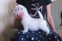 Sugar Star FCI, Hodowla West Highland White Terrier, West Highland White Terriery