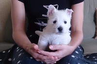Sugar Star FCI, Hodowla West Highland White Terrier, West Highland White Terriery