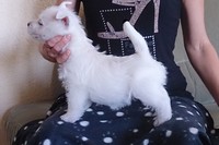Sugar Star FCI, Hodowla West Highland White Terrier, West Highland White Terriery