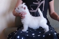 Sugar Star FCI, Hodowla West Highland White Terrier, West Highland White Terriery