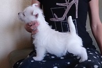 Sugar Star FCI, Hodowla West Highland White Terrier, West Highland White Terriery