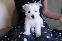 Sugar Star FCI, Hodowla West Highland White Terrier, West Highland White Terriery