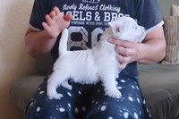 Sugar Star FCI, Hodowla West Highland White Terrier, West Highland White Terriery