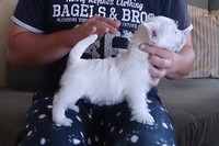 Sugar Star FCI, Hodowla West Highland White Terrier, West Highland White Terriery