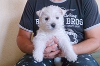 Sugar Star FCI, Hodowla West Highland White Terrier, West Highland White Terriery