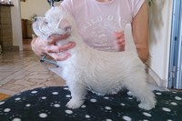 Sugar Star FCI, Hodowla West Highland White Terrier, West Highland White Terriery