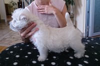 Sugar Star FCI, Hodowla West Highland White Terrier, West Highland White Terriery