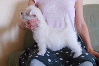 Sugar Star FCI, Hodowla West Highland White Terrier, West Highland White Terriery