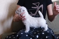 Sugar Star FCI, Hodowla West Highland White Terrier, West Highland White Terriery