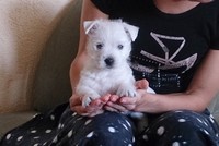Sugar Star FCI, Hodowla West Highland White Terrier, West Highland White Terriery