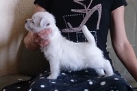Sugar Star FCI, Hodowla West Highland White Terrier, West Highland White Terriery