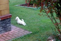 Sugar Star FCI, Hodowla West Highland White Terrier, West Highland White Terriery