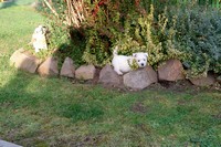 Sugar Star FCI, Hodowla West Highland White Terrier, West Highland White Terriery