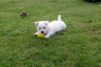 Sugar Star FCI, Hodowla West Highland White Terrier, West Highland White Terriery