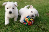 Sugar Star FCI, Hodowla West Highland White Terrier, West Highland White Terriery
