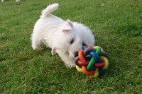 Sugar Star FCI, Hodowla West Highland White Terrier, West Highland White Terriery