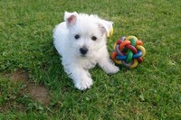 Sugar Star FCI, Hodowla West Highland White Terrier, West Highland White Terriery