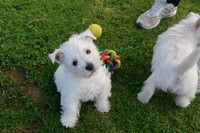Sugar Star FCI, Hodowla West Highland White Terrier, West Highland White Terriery