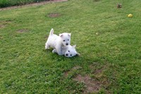 Sugar Star FCI, Hodowla West Highland White Terrier, West Highland White Terriery