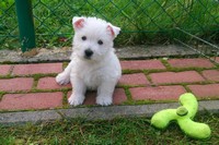 Sugar Star FCI, Hodowla West Highland White Terrier, West Highland White Terriery