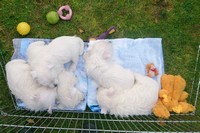 Sugar Star FCI, Hodowla West Highland White Terrier, West Highland White Terriery
