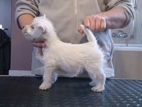 Sugar Star FCI, Hodowla West Highland White Terrier, West Highland White Terriery
