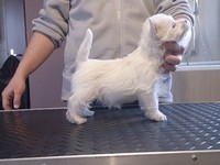 Sugar Star FCI, Hodowla West Highland White Terrier, West Highland White Terriery
