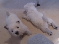 Sugar Star FCI, Hodowla West Highland White Terrier, West Highland White Terriery