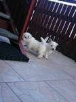 Sugar Star FCI, Hodowla West Highland White Terrier, West Highland White Terriery