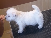 Sugar Star FCI, Hodowla West Highland White Terrier, West Highland White Terriery