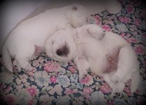 Sugar Star FCI, Hodowla West Highland White Terrier, West Highland White Terriery