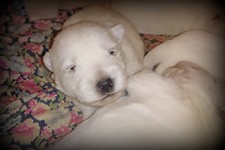 Sugar Star FCI, Hodowla West Highland White Terrier, West Highland White Terriery