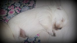 Sugar Star FCI, Hodowla West Highland White Terrier, West Highland White Terriery