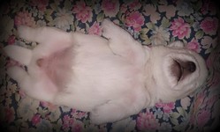 Sugar Star FCI, Hodowla West Highland White Terrier, West Highland White Terriery