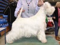 Sugar Star FCI, Hodowla West Highland White Terrier, West Highland White Terriery