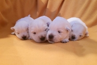 Sugar Star FCI, Hodowla West Highland White Terrier, West Highland White Terriery