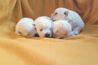 Sugar Star FCI, Hodowla West Highland White Terrier, West Highland White Terriery