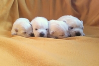 Sugar Star FCI, Hodowla West Highland White Terrier, West Highland White Terriery