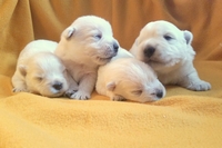 Sugar Star FCI, Hodowla West Highland White Terrier, West Highland White Terriery