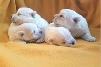 Sugar Star FCI, Hodowla West Highland White Terrier, West Highland White Terriery