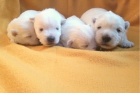Sugar Star FCI, Hodowla West Highland White Terrier, West Highland White Terriery