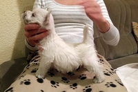 Sugar Star FCI, Hodowla West Highland White Terrier, West Highland White Terriery