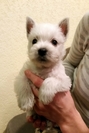 Sugar Star FCI, Hodowla West Highland White Terrier, West Highland White Terriery