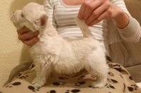 Sugar Star FCI, Hodowla West Highland White Terrier, West Highland White Terriery
